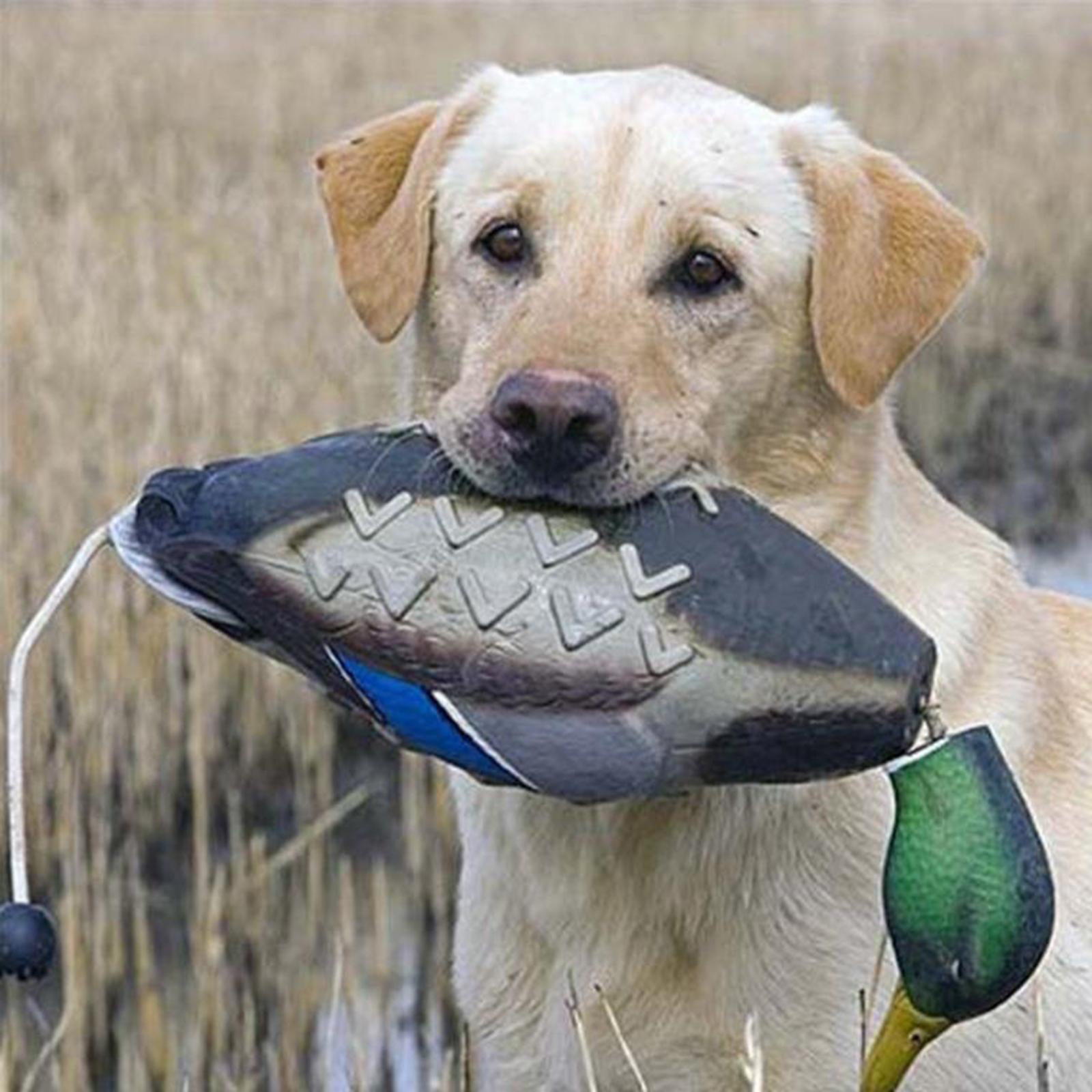 Mallard Duck Decoy Simulation  - đánh giá và giá Decoy Duck Plastic